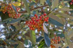 Echte Mehlbeere (Sorbus aria), Quelle Bild: J.A. Workman - Eigenes Werk, CC BY-SA 3.0, https://commons.wikimedia.org/w/index.php?curid=7804430