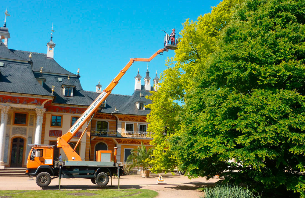 Baumpflege mit HubarbeitsbÃ¼hne im Schlosspark Pillnitz